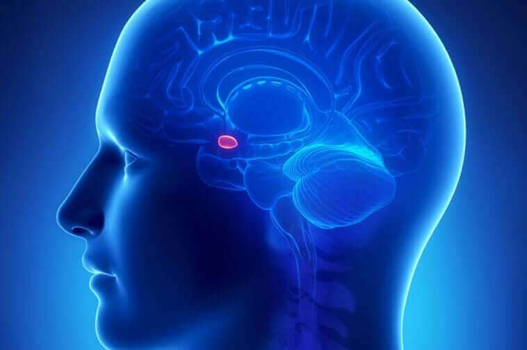 L'amygdale joue un rôle dans le concept de la neuroesthétique