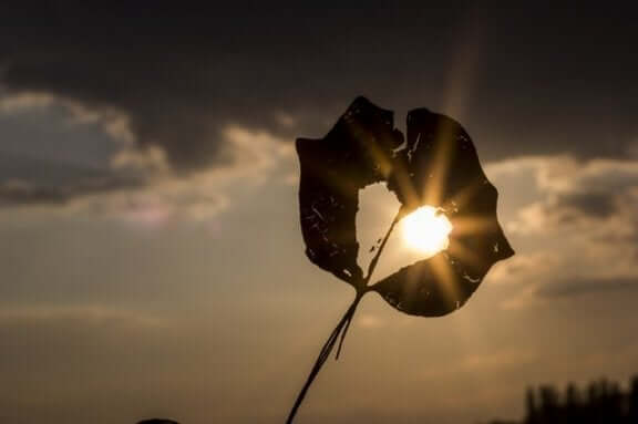 feuille avec un trou en forme de coeur où passe la lumière du soleil