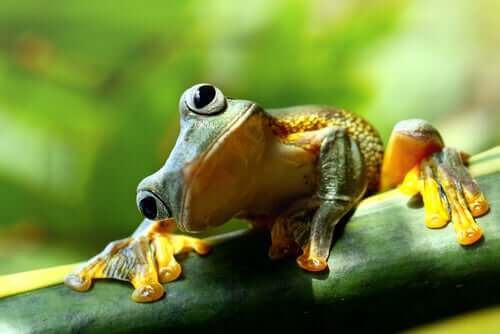 Une grenouille qui penche la tête