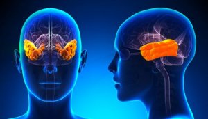 Le syndrome de Klüver-Bucy, la disparition de la peur