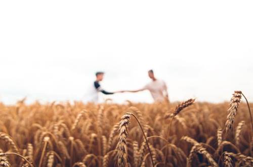 Deux hommes dans un champ de blé
