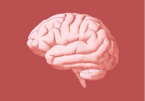 cerveau