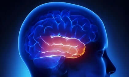 Le lobe temporal et le syndrome de Klüver-Bucy