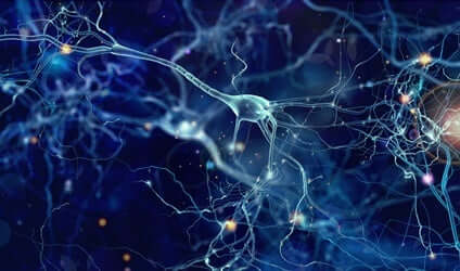 neurones