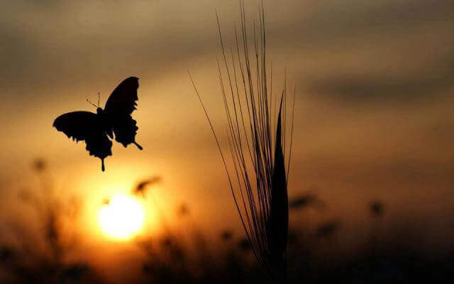 Un papillon qui vole au lever du soleil