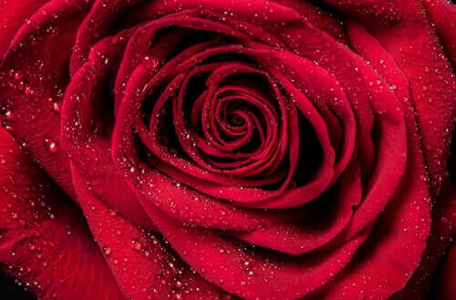 Un de nos contes courts pour réfléchir porte sur une rose rouge