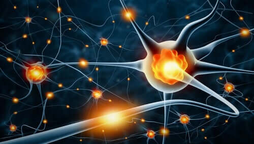 L'activité nerveuse dans le cerveau