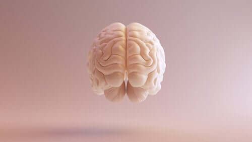 L'imagerie d'un cerveau humain
