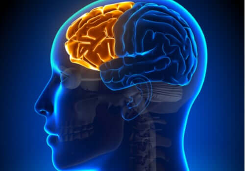 Syndrome dysexécutif : en cas de défaillance du lobe frontal