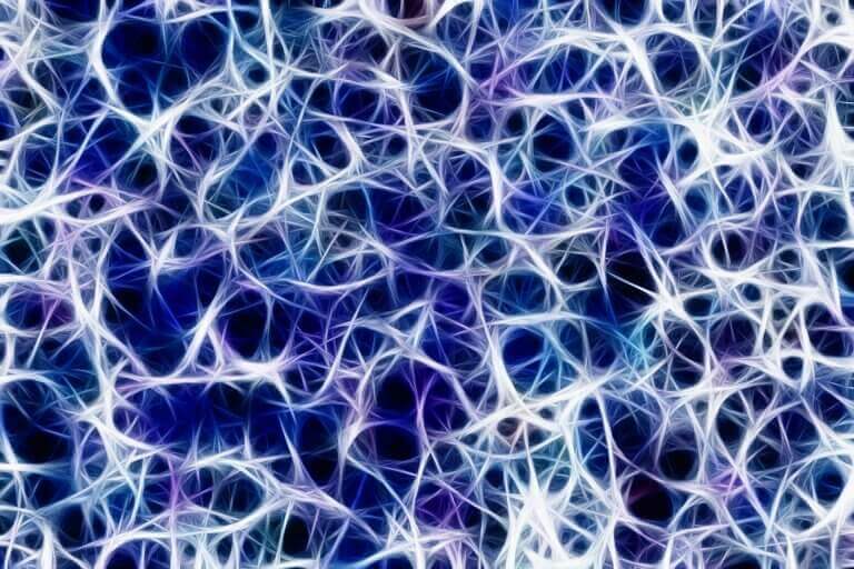 Les synapses des neurones qui participent à la plasticité neurone