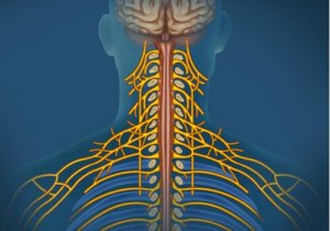 Le système nerveux somatique: caractéristiques et fonctions
