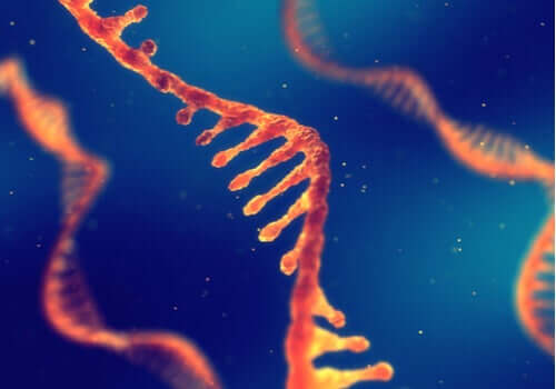 Peut-on hériter d'un savoir via l'ADN ?