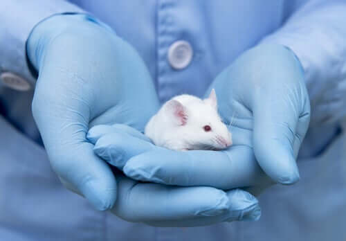Un chercheur tenant un rat dans sa main