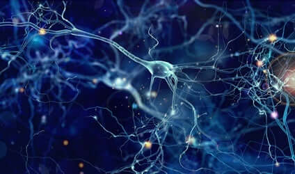 Les neurones dans le cerveau