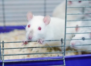 L'expérience surprenante du parc des rats
