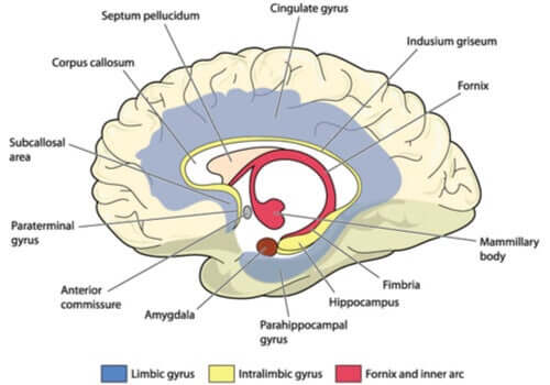 Le cerveau et son système limbique