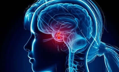 L'ocytocine dans le cerveau
