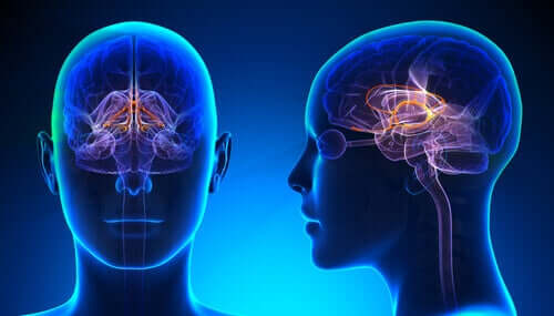 Le système limbique du cerveau et le gyrus cingulaire
