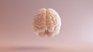 Cortex préfrontal dorsolatéral : fonctions principales