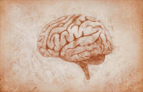 Le dessin d'un cerveau