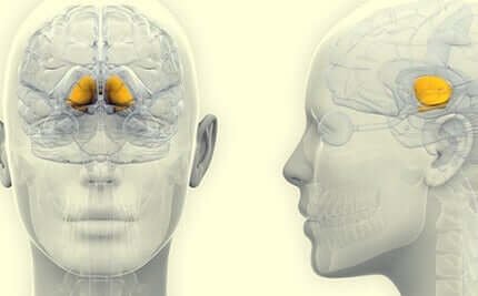 La substance noire dans le cerveau