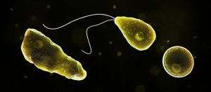 L'amibe mangeuse de cerveau : qu'est-ce que c'est et comment nous affecte-t-elle ?