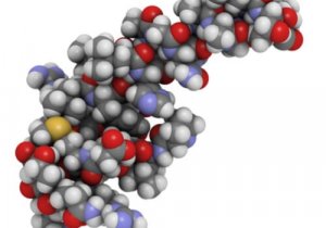 Les orexines et leur influence sur le sommeil et l'alimentation