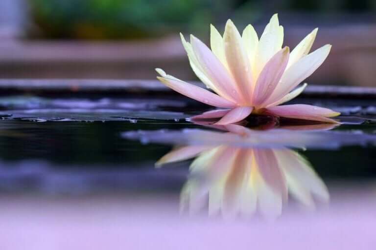 Une fleur de nénuphar représentant la légende zen