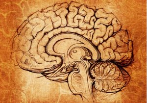 Le noyau lenticulaire, le centre de la motivation et de l'apprentissage