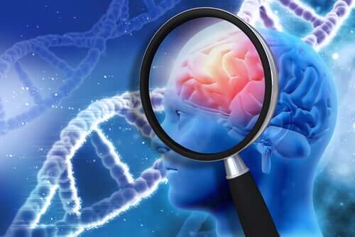 Un cerveau à la loupe