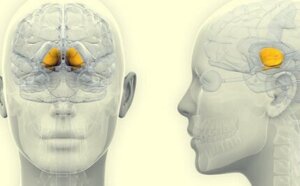 Ganglions de la base : anatomie, physiologie et fonctions