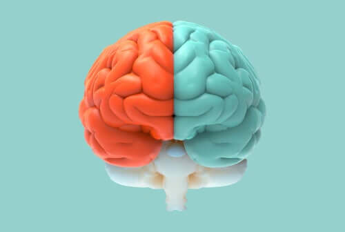 Un cerveau bicolore