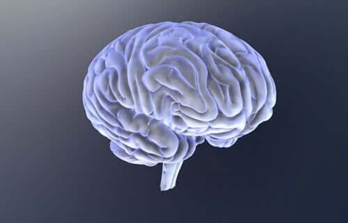 L'illustration d'un cerveau 