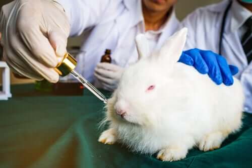 L'expérimentation animale sur un lapin