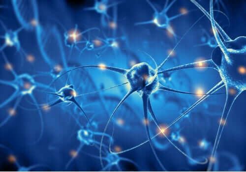 L'effet de l'exercice sur les neurones