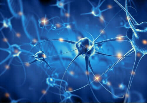 L'effet de l'exercice sur les neurones