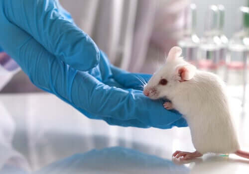 Qu'en est-il de l'expérimentation animale ?