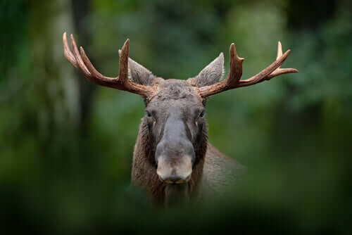 Un caribou 