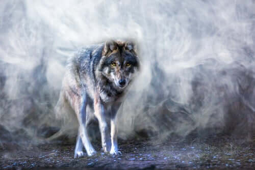 La légende du loup Astur, une histoire sur l’équilibre