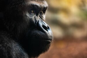 Trois rites funéraires impressionnants des gorilles