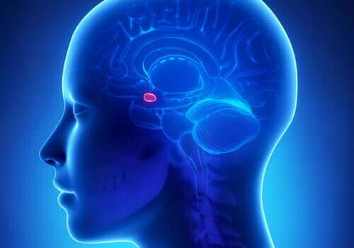 L'amygdale cérébrale et son rapport à l'anxiété