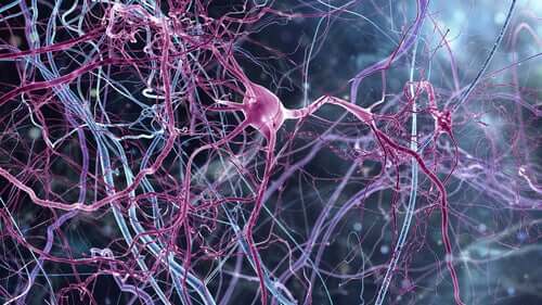 Les neurones en fuseau du cerveau