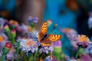 La plus belle fleur du jardin, une histoire japonaise