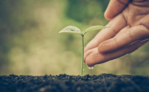 Une plante qui pousse
