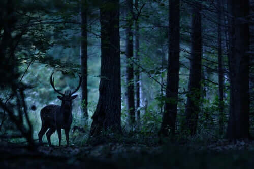 La fable du cerf.