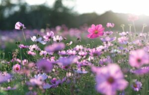 Une fable bouddhiste sur l'anxiété