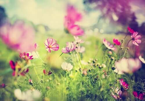 La fable sur le jardin.