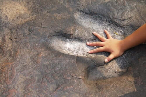 Les enfants ont souvent un intérêt pour les dinosaures.