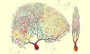 Les neurones de Purkinje, des cellules énigmatiques