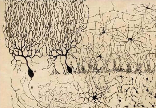 Découvrez les effets des neurones de Purkinje.